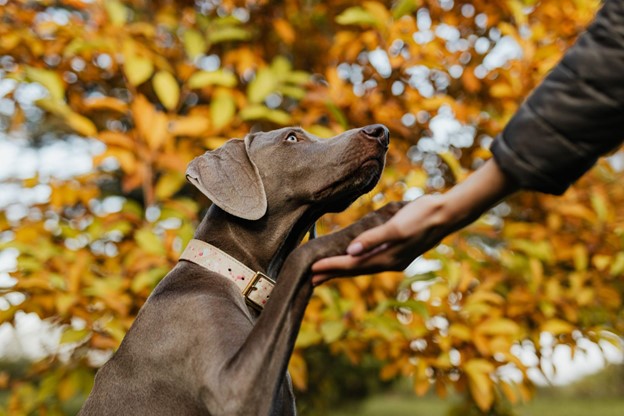 8 Strategies for Navigating Roadside Attractions with Pets